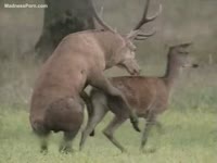 Two large deer are having intercourse in the forest
